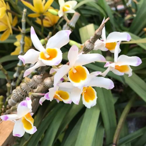 肿节石斛的养殖方法,肿节石斛花图?-第7张图片-优品飞百科 肿节石斛的养殖方法,肿节石斛花图?-第7张图片-优品飞百科