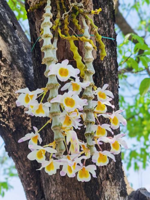 肿节石斛的养殖方法,肿节石斛花图?-第8张图片-优品飞百科 肿节石斛的养殖方法,肿节石斛花图?-第8张图片-优品飞百科