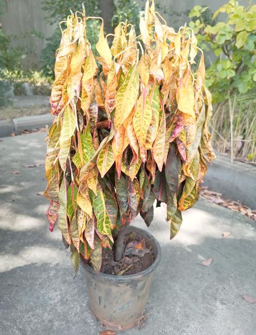 洒金榕掉叶子了怎么办，洒金榕用什么肥料