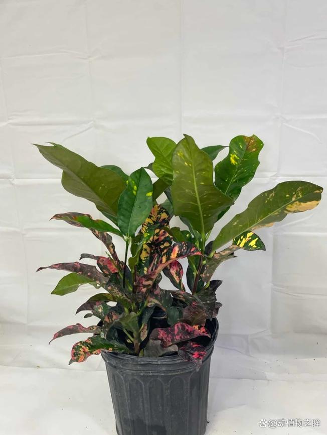 洒金榕掉叶子了怎么办，洒金榕用什么肥料-第2张图片-优品飞百科