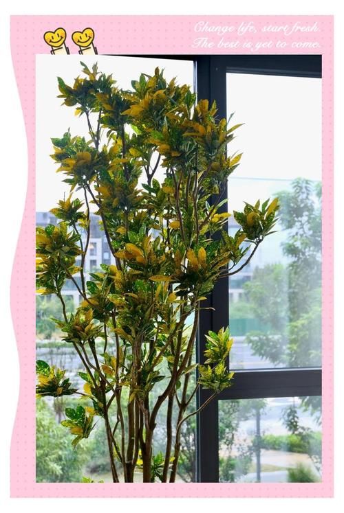 洒金榕掉叶子了怎么办，洒金榕用什么肥料-第3张图片-优品飞百科