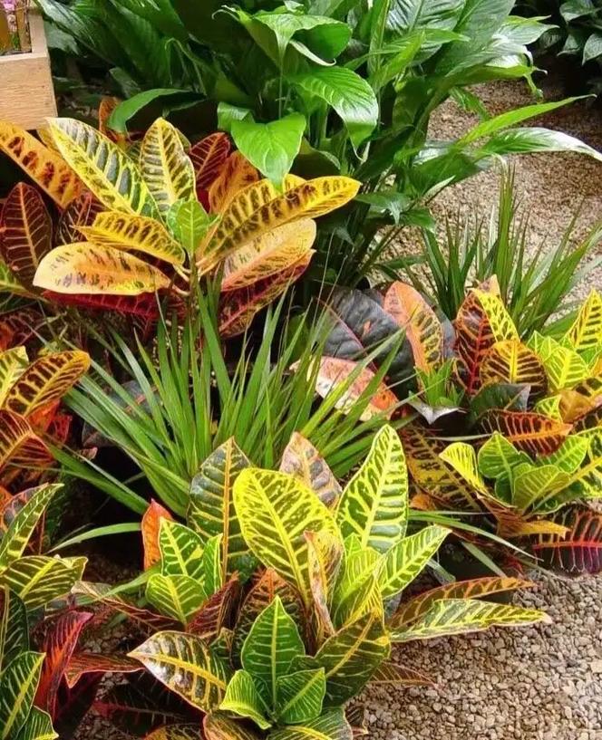 洒金榕掉叶子了怎么办，洒金榕用什么肥料-第4张图片-优品飞百科