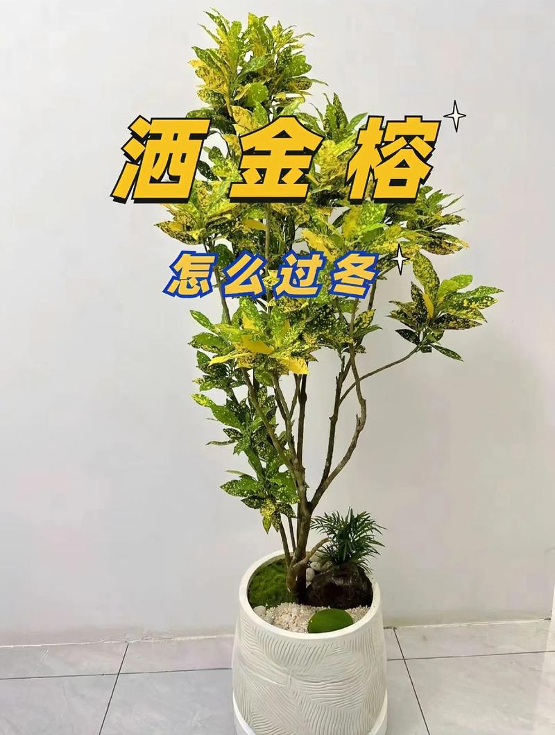 洒金榕掉叶子了怎么办，洒金榕用什么肥料-第5张图片-优品飞百科