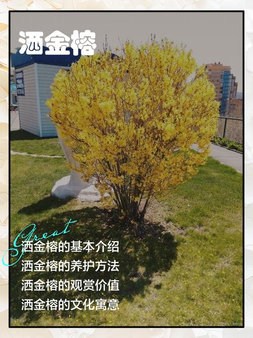 洒金榕掉叶子了怎么办，洒金榕用什么肥料-第6张图片-优品飞百科