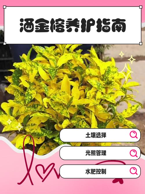 洒金榕掉叶子了怎么办，洒金榕用什么肥料-第7张图片-优品飞百科