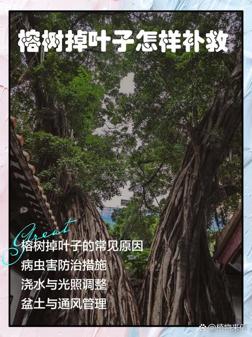 洒金榕掉叶子了怎么办，洒金榕用什么肥料-第8张图片-优品飞百科