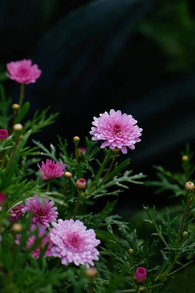 茼蒿花的养殖方法，茼蒿花的功效与作用