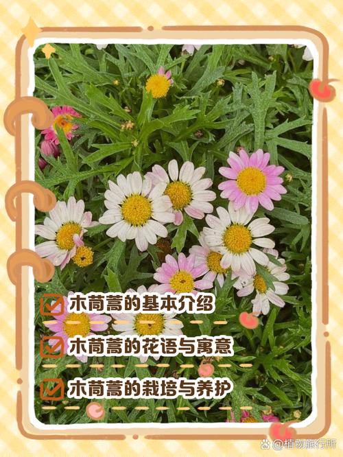 茼蒿花的养殖方法，茼蒿花的功效与作用-第2张图片-优品飞百科