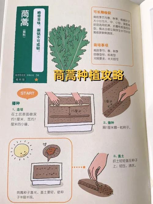 茼蒿花的养殖方法，茼蒿花的功效与作用-第3张图片-优品飞百科