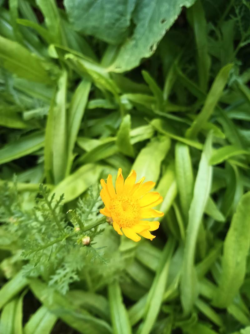 茼蒿花的养殖方法，茼蒿花的功效与作用-第4张图片-优品飞百科