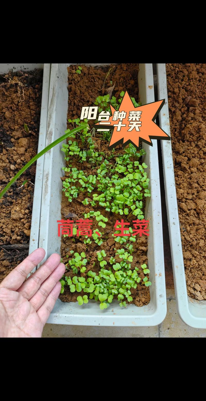 茼蒿花的养殖方法，茼蒿花的功效与作用-第5张图片-优品飞百科