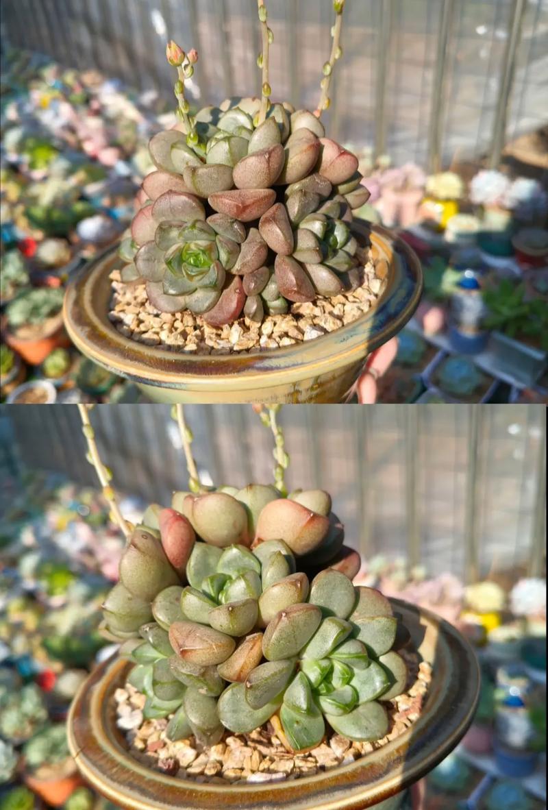 多肉移植后多久晒太阳，多肉植物移植后多久服盆