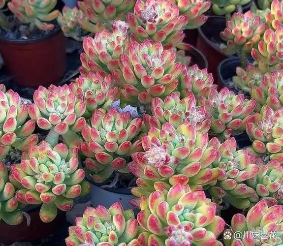 多肉移植后多久晒太阳，多肉植物移植后多久服盆-第2张图片-优品飞百科