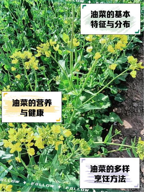 油菜的养殖方法和注意事项，油菜的种植方法和注意事项？