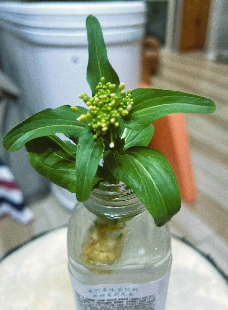 油菜的养殖方法和注意事项,油菜的种植方法和注意事项?-第2张图片-优品飞百科 油菜的养殖方法和注意事项,油菜的种植方法和注意事项?-第2张图片-优品飞百科