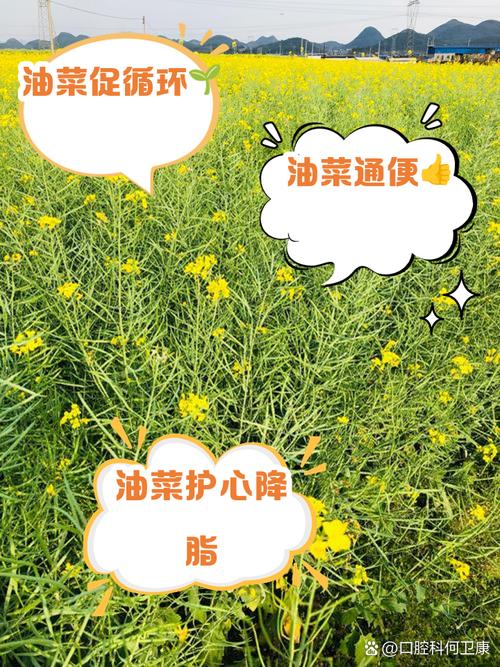 油菜的养殖方法和注意事项,油菜的种植方法和注意事项?-第3张图片-优品飞百科 油菜的养殖方法和注意事项,油菜的种植方法和注意事项?-第3张图片-优品飞百科