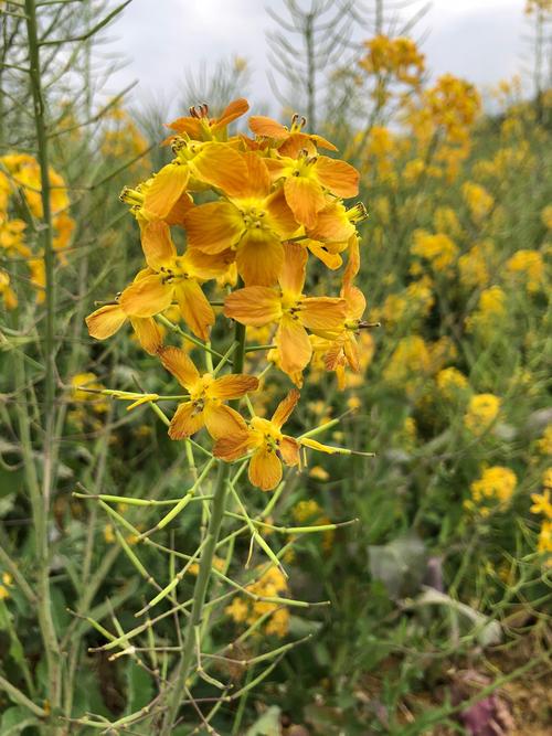 油菜的养殖方法和注意事项,油菜的种植方法和注意事项?-第4张图片-优品飞百科 油菜的养殖方法和注意事项,油菜的种植方法和注意事项?-第4张图片-优品飞百科