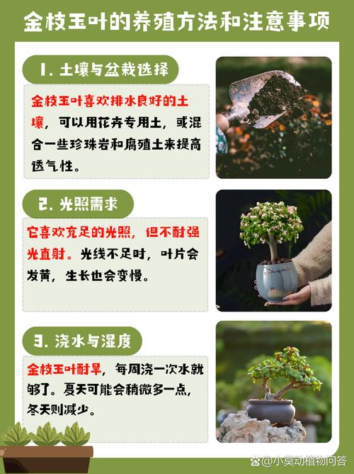 玉叶金花的养殖方法,玉叶金花有什么药用价值?-第2张图片-优品飞百科 玉叶金花的养殖方法,玉叶金花有什么药用价值?-第2张图片-优品飞百科