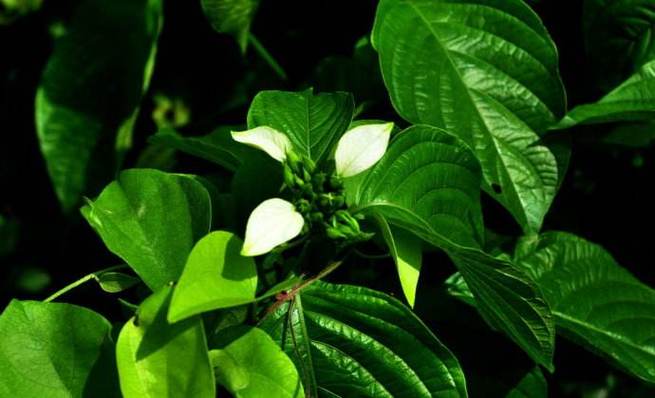 玉叶金花的养殖方法,玉叶金花有什么药用价值?-第3张图片-优品飞百科 玉叶金花的养殖方法,玉叶金花有什么药用价值?-第3张图片-优品飞百科