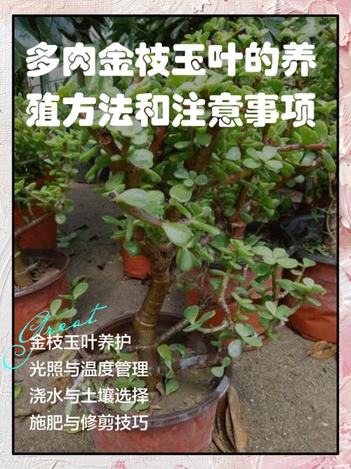 玉叶金花的养殖方法,玉叶金花有什么药用价值?-第4张图片-优品飞百科 玉叶金花的养殖方法,玉叶金花有什么药用价值?-第4张图片-优品飞百科