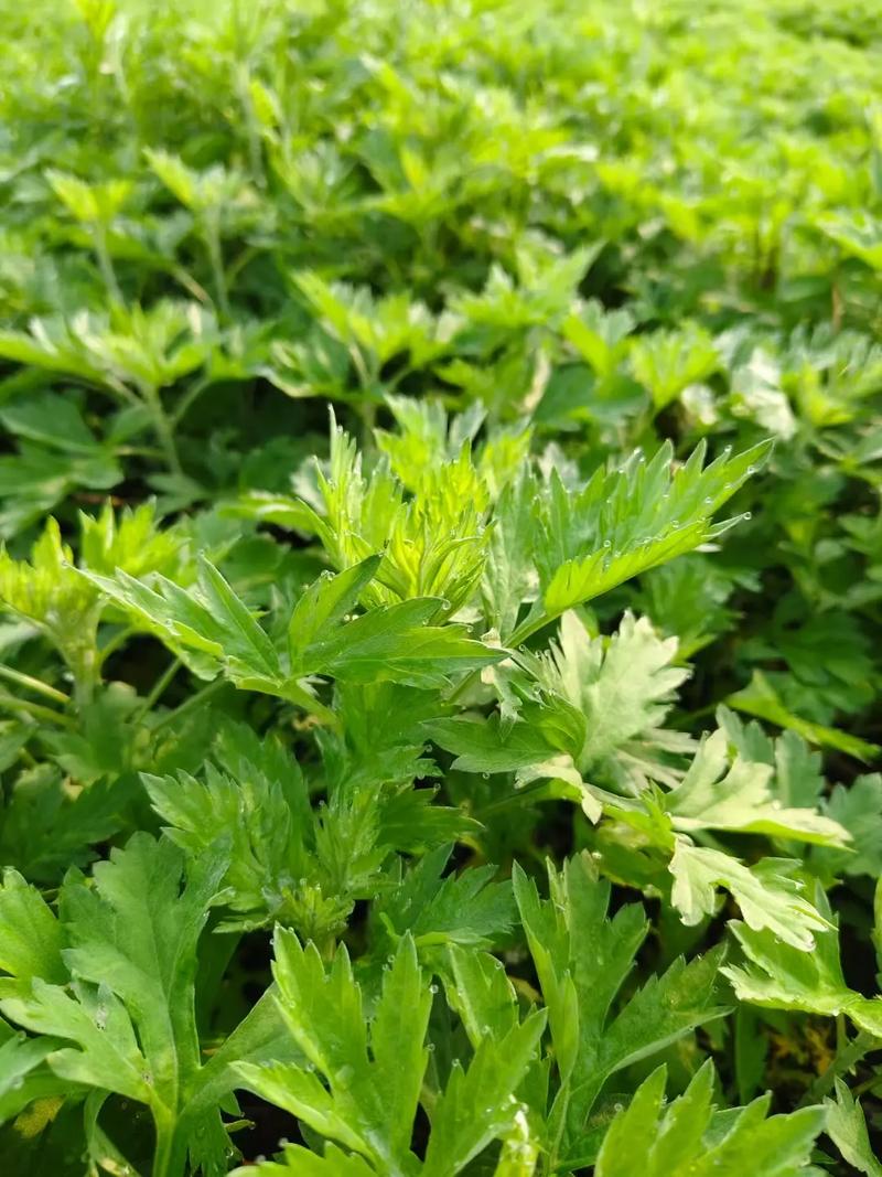 湖北黄冈蕲春今天的天气是，湖北黄冈蕲春今天的天气是多少-第5张图片-优品飞百科