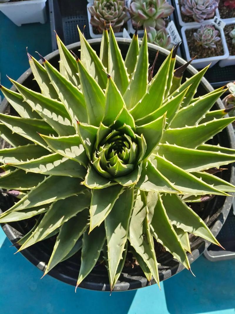 芦荟女王的养殖方法，几年开始旋转，芦荟女王图片大全？-第2张图片-优品飞百科