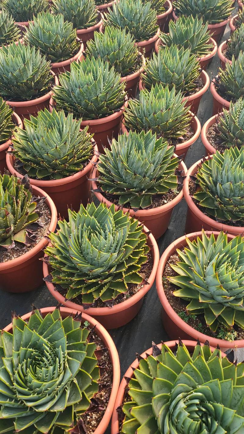 芦荟女王的养殖方法，几年开始旋转，芦荟女王图片大全？-第3张图片-优品飞百科