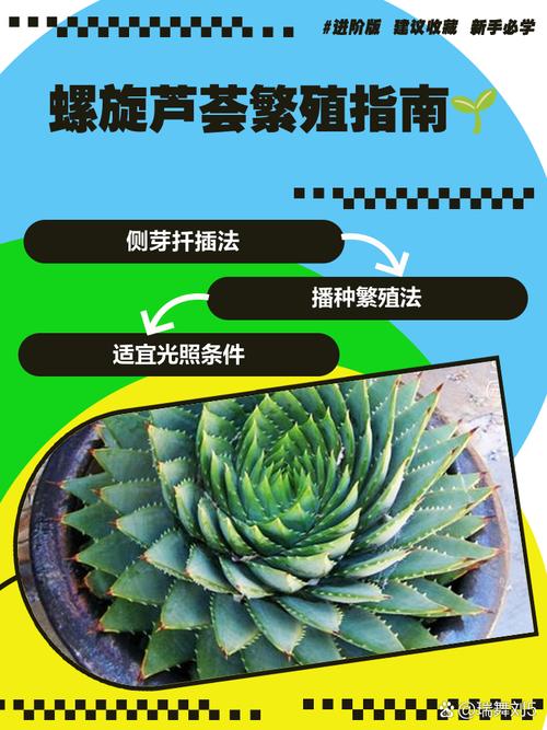 芦荟女王的养殖方法，几年开始旋转，芦荟女王图片大全？-第4张图片-优品飞百科