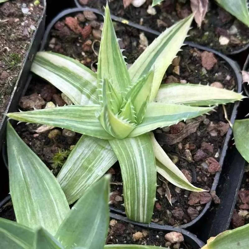 芦荟女王的养殖方法，几年开始旋转，芦荟女王图片大全？-第5张图片-优品飞百科