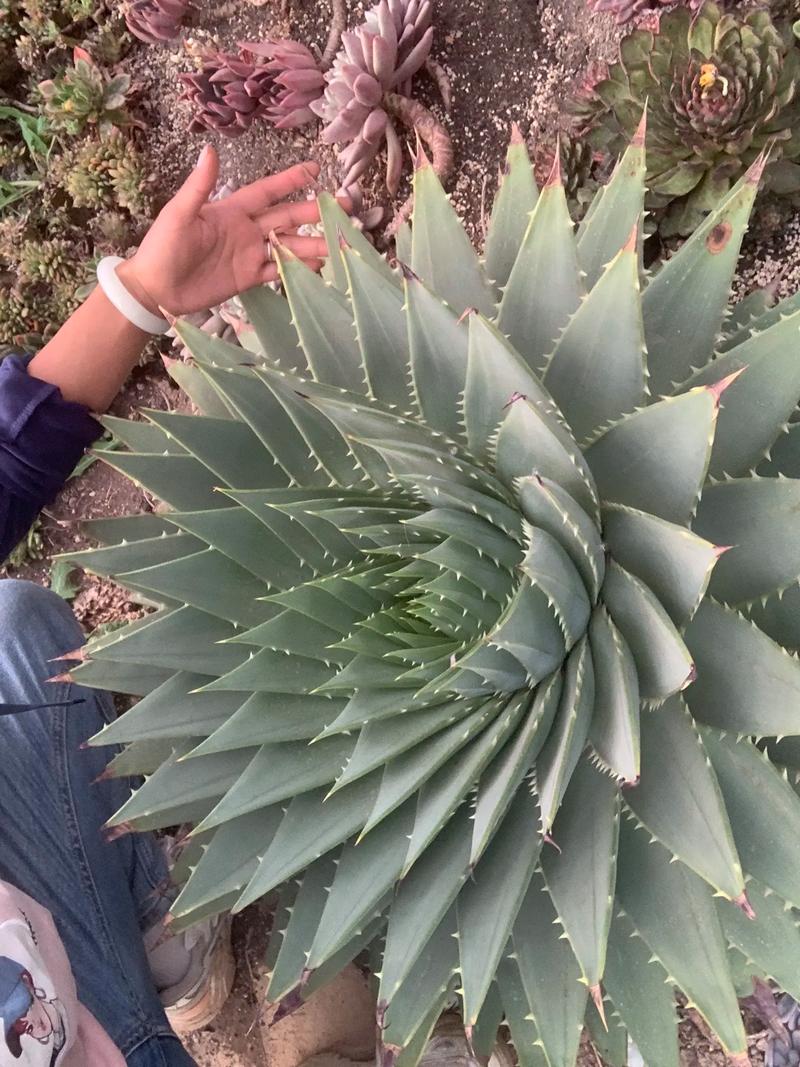 芦荟女王的养殖方法，几年开始旋转，芦荟女王图片大全？-第6张图片-优品飞百科