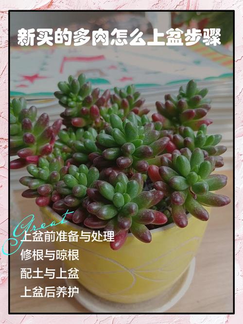 刚买回的多肉怎么栽，刚买回来的多肉如何种