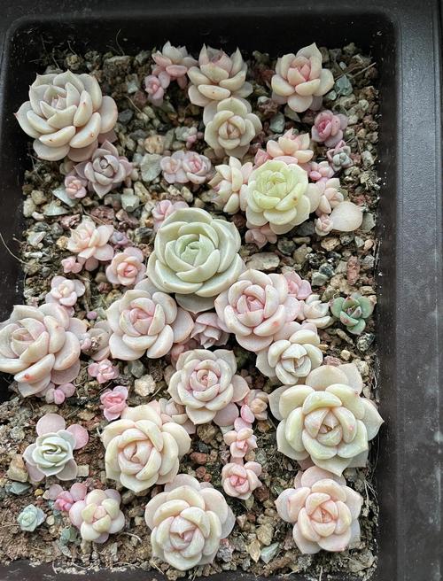 刚买回的多肉怎么栽，刚买回来的多肉如何种-第3张图片-优品飞百科