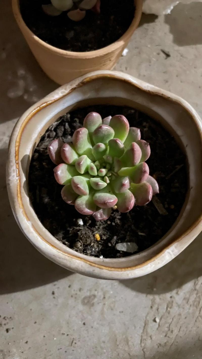 刚买回的多肉怎么栽，刚买回来的多肉如何种-第7张图片-优品飞百科