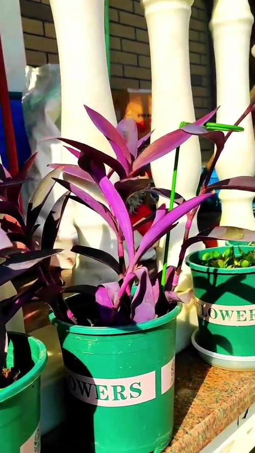 紫竹梅太长了怎么办？紫竹梅长太高怎么办？