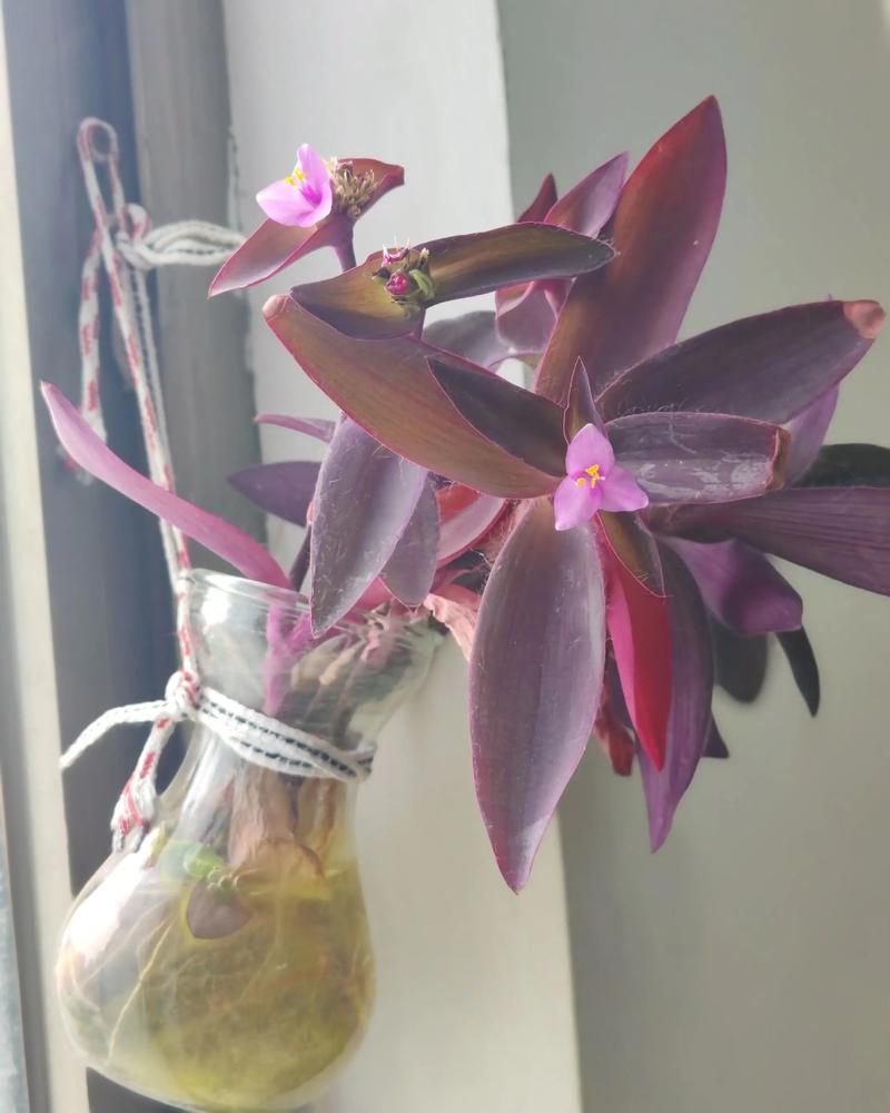 紫竹梅太长了怎么办?紫竹梅长太高怎么办?-第2张图片-优品飞百科 紫竹梅太长了怎么办?紫竹梅长太高怎么办?-第2张图片-优品飞百科