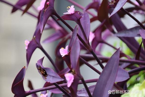 紫竹梅太长了怎么办?紫竹梅长太高怎么办?-第3张图片-优品飞百科 紫竹梅太长了怎么办?紫竹梅长太高怎么办?-第3张图片-优品飞百科