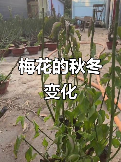 梅花是什么天气，梅花是什么季节出现的啊?-第1张图片-优品飞百科