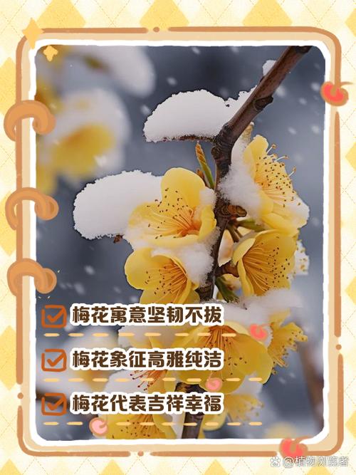 梅花是什么天气，梅花是什么季节出现的啊?-第2张图片-优品飞百科