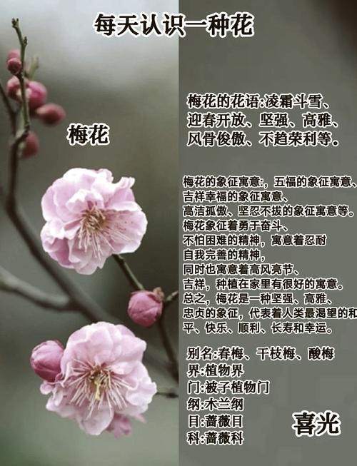 梅花是什么天气，梅花是什么季节出现的啊?-第3张图片-优品飞百科