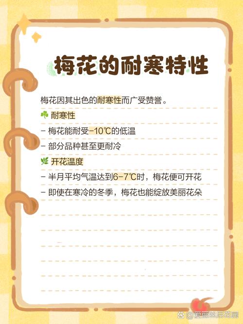 梅花是什么天气，梅花是什么季节出现的啊?-第4张图片-优品飞百科