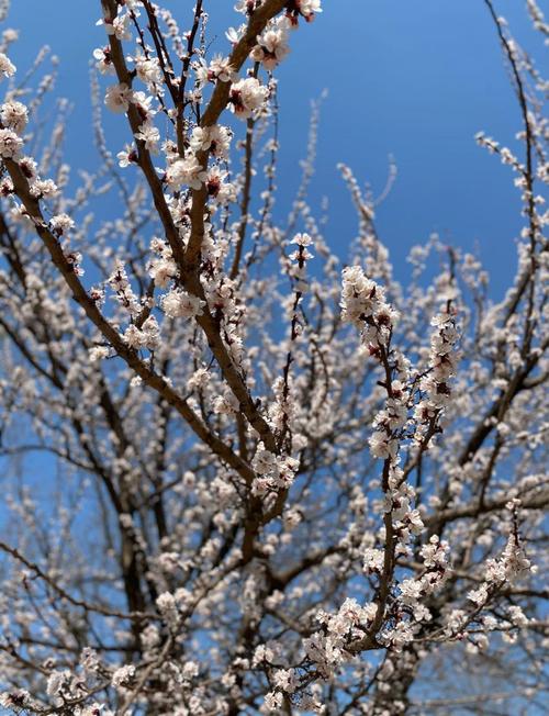 梅花是什么天气，梅花是什么季节出现的啊?-第5张图片-优品飞百科