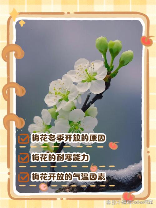 梅花是什么天气，梅花是什么季节出现的啊?-第6张图片-优品飞百科