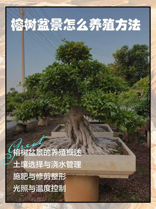 落叶榕多少天浇水一次？榕树落叶的解决方法？