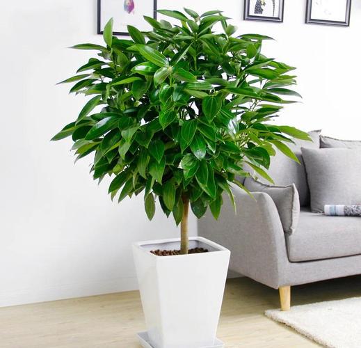 落叶榕多少天浇水一次？榕树落叶的解决方法？-第2张图片-优品飞百科