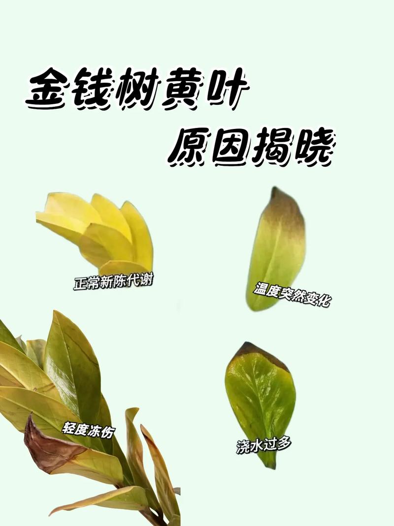 落叶榕多少天浇水一次？榕树落叶的解决方法？-第3张图片-优品飞百科