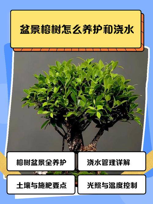 落叶榕多少天浇水一次？榕树落叶的解决方法？-第4张图片-优品飞百科