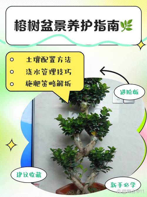 落叶榕多少天浇水一次？榕树落叶的解决方法？-第5张图片-优品飞百科