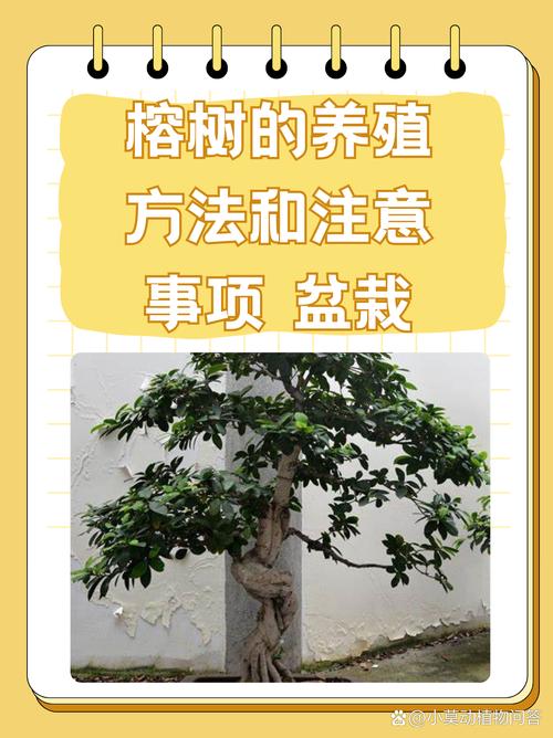 落叶榕多少天浇水一次？榕树落叶的解决方法？-第6张图片-优品飞百科