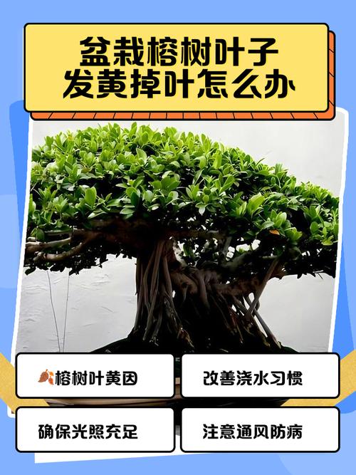 落叶榕多少天浇水一次？榕树落叶的解决方法？-第8张图片-优品飞百科