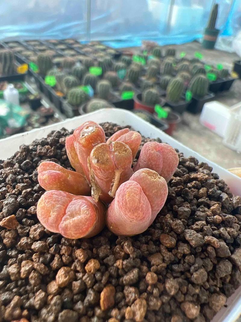 多肉叶子发黄怎么办，多肉叶子发黄怎么办小妙招